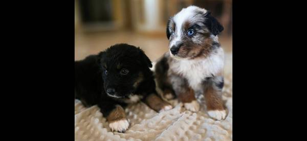 Australian Shepherd pups 1