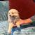 Pomeranian 2 thumbnail