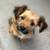 Dog Bed clothes wardrobe  Cute Puppies Yorkie mix dog Need new home 5 thumbnail