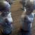 (2) Lladro 4538 Praying Angels 1 thumbnail