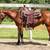Young Mustang Gelding 2 thumbnail
