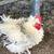 Large Roosters 1 thumbnail