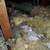 Attic Insulation removal - Insulation Installation - Rodent Proofing 24 thumbnail