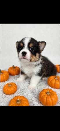 Corgis 1