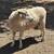 English Longwool sheep heritage breeds fiber Wensleydsle Teeswater Leicester ewe 8 thumbnail