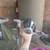 Bluetick Coonhound 4 thumbnail