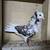 Beautiful Old Dutch Capuchine Show Pigeons 1 thumbnail