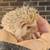 Hedgehogs 1 thumbnail