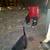Free Barn Kittens 3 thumbnail