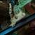 crested  gecko 2 thumbnail