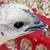 Chickens Ayam cemani 13 thumbnail
