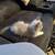 9 week old Blue Mink Bicolor Ragdoll 2 thumbnail