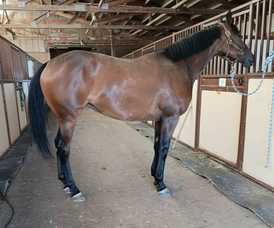 Thoroughbred Mare 1