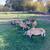 American Blackbelly Sheep - borregos 4 thumbnail