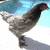 Blue Maran Pullets / Roosters / Chickens / Laying Hens 4 thumbnail