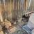 Adult quails for sale 4 thumbnail