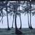 Pictures— Coconut tree . 6 thumbnail
