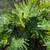 Philodendron 7 thumbnail
