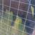 Ɓull calfs angus 1 thumbnail