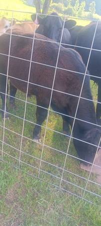 Ɓull calfs angus 1