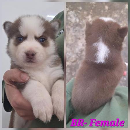 Siberian husky63949734557314120