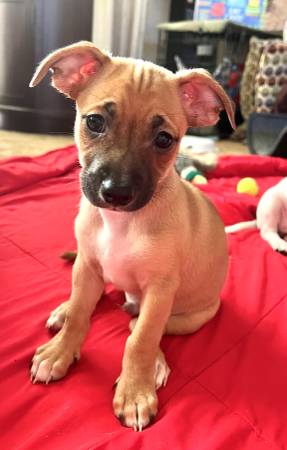 Meet Buck (pittsburg / antioch)63934209981314120