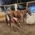 Thoroughbred Gelding 1 thumbnail