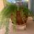 Big Foxtail Asparagus Fern Plant 3 thumbnail