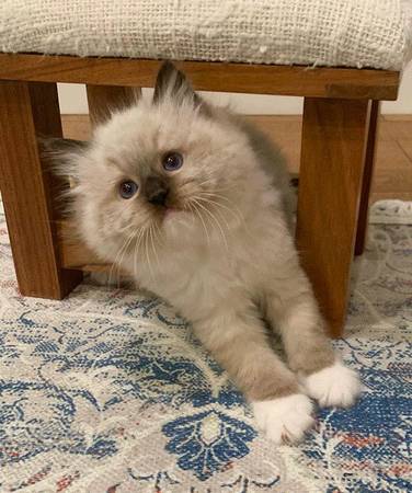 sweet and cuddly kitten (571-2six6-5036)63887462729729120