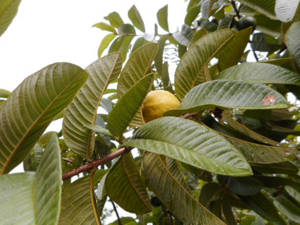 Guava(Red) Tree Seeds -  Premium seeds 1