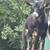 Nigerian dwarf bucklings $75 each 4 thumbnail