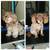 DOG GROOMING NYC CERTIFIED DOG GROOMER 13 thumbnail
