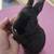 Bunnies 3 thumbnail