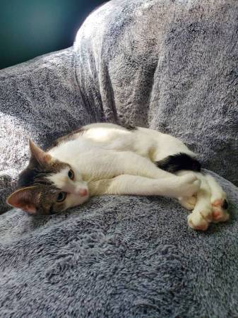 Very Sweet Girl Cat /Kitten Looking for Forever Home63844235250307121