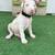 Cachorro doberman 2 thumbnail