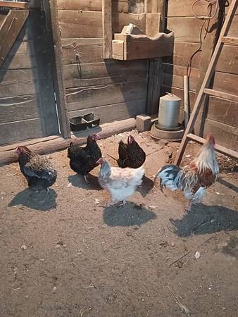 Whyendott hens & roo 1