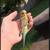 Parakeet 1 thumbnail