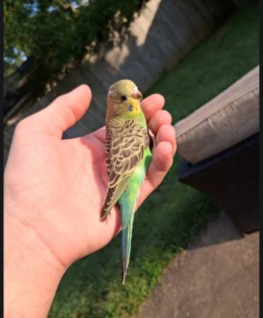 Parakeet 1