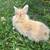 Rabbits 4 thumbnail
