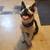 Dogs looking for home, can seperate - No fault of theirs 15 thumbnail