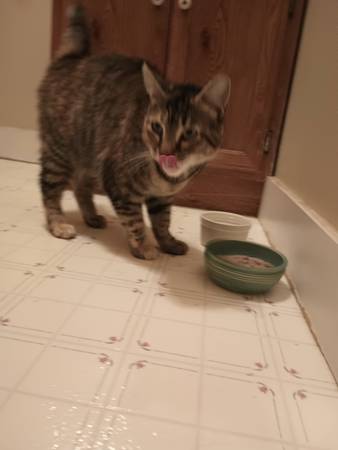 Silverdale Cat Found (Silverdale)63942501561731120