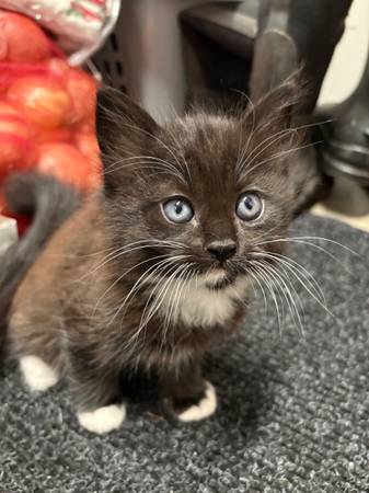 7 week old kittens (Gig Harbor)63853558817537122