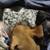 Chauweenie pups 3 thumbnail
