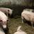 Pigs for sale- guilts and sows 1 thumbnail