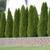 Fast Growing Privacy Trees, Installed, Ga licensed grower 3 thumbnail