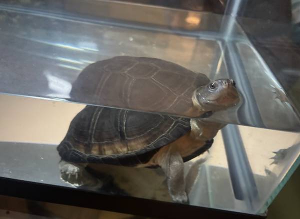 Sideneck turtle 1