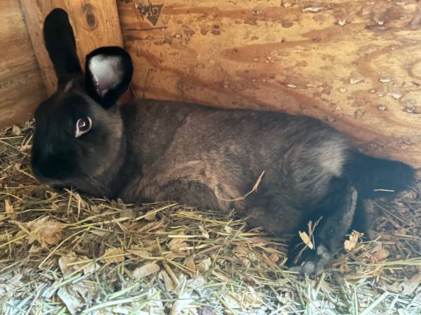 3 female rabbits (Pine Level)63908216941186120