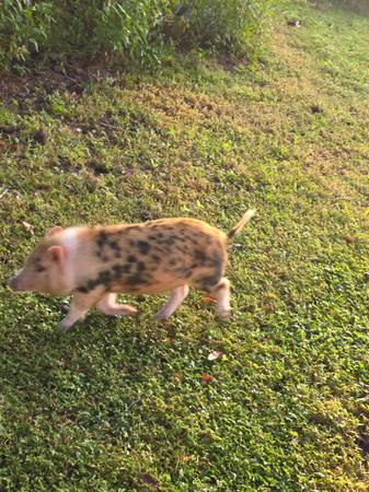 Mini Pig Buscando un nuevo hogar lo antes posible (Leesburg)63861782332163124