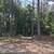 Land Clearance 3 thumbnail