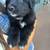 Puppy 3 thumbnail